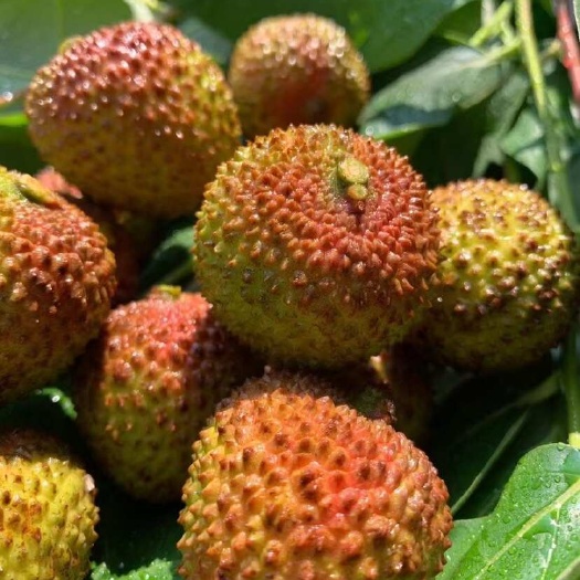 高州市广东茂名新鲜妃子笑荔枝 当日现摘现发 果大肉厚核小 满口香甜