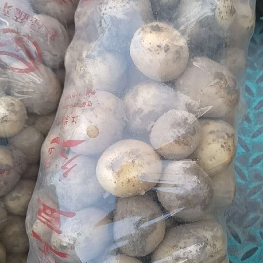 东台市小土豆