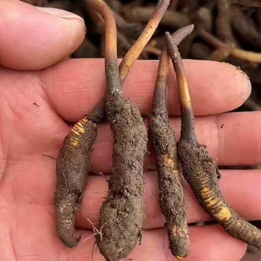 石渠县虫草 新鲜顺丰速发