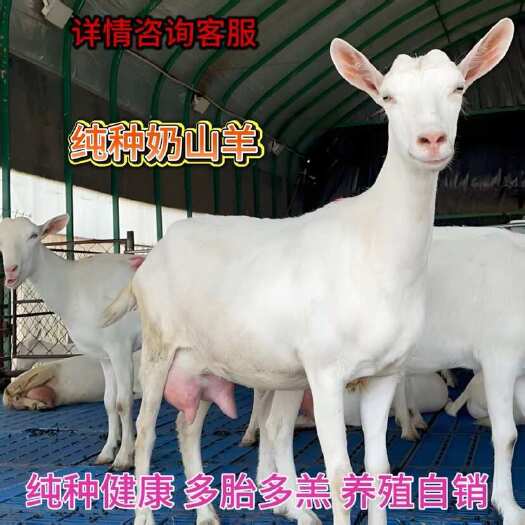 郓城县纯种奶山羊萨能奶山羊保质保量羊仔头胎母羊