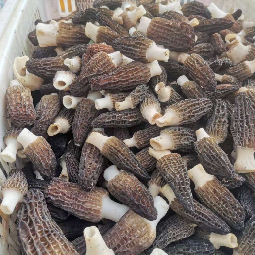 康县羊肚菌