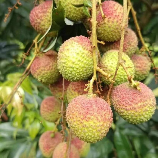 浦北县广西妃子笑 当季新鲜水果 核小肉厚 个头大 口感好