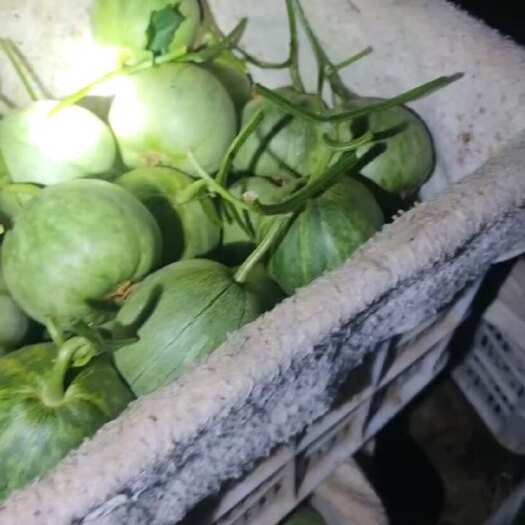 寿光市蜜源十八，绿宝，羊角蜜，博洋