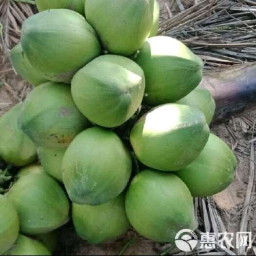 文昌市现摘现发精选可口绿色健康
