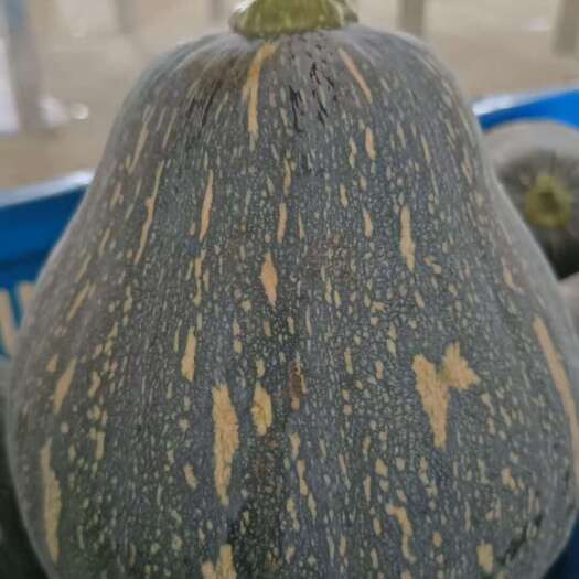 广西基地金榄王香芋南瓜芋香味突出够香欢迎各位老板采购发大财