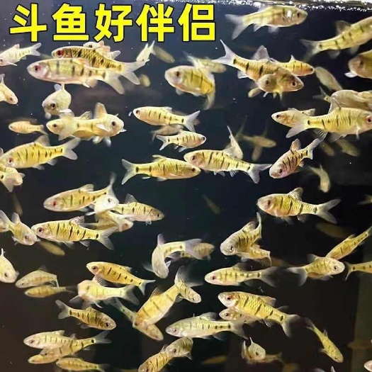 平南县中国斗鱼，鳑鲏，