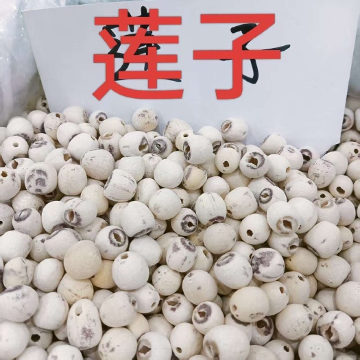 安国市莲子