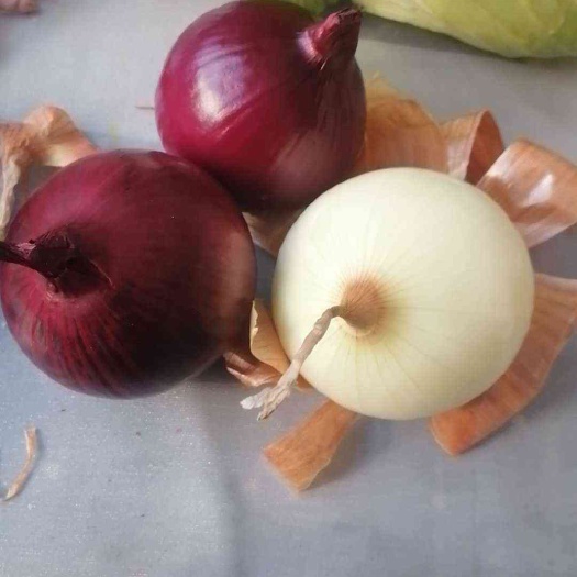 通许县精品洋葱 河南开封精品洋葱大量上市货源充足