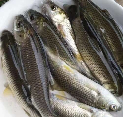 草鱼苗