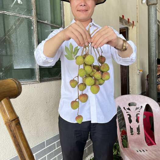 阳西县产地荔枝一手代办妃子笑白糖婴叶荷包，自建500平大棚