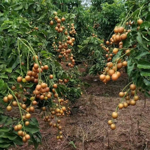 灵山县黑黄皮嫁接苗地栽盆栽庭院楼顶都可种