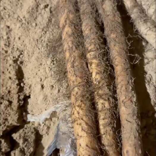 大名县河北邯郸新鲜铁棍山药 产地直发营养健康