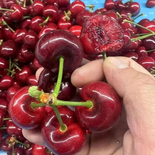 天水樱桃批发价，电商一件代发做