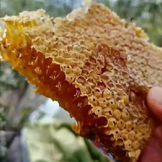 广元野生百花蜜，只做大自然的搬运工，尝一口，把春天含在嘴里。