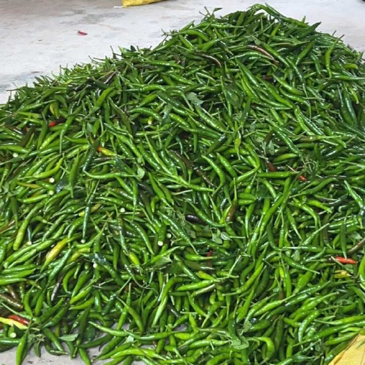 北流市新鲜小青椒小米辣特辣剁青椒辣椒朝天椒辣椒新鲜小米椒批发新鲜