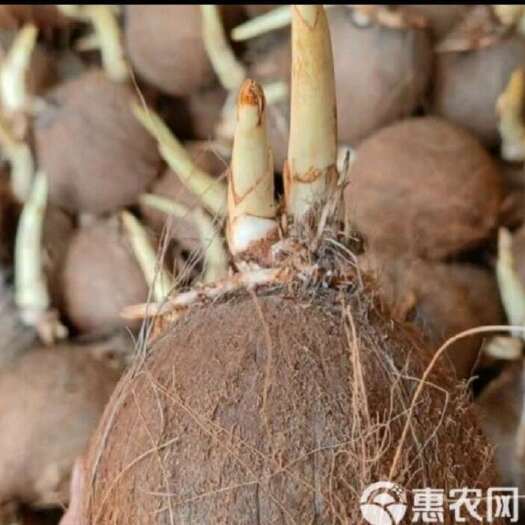 海南文昌新鲜椰子 当日采摘现发货 热带甜水椰子