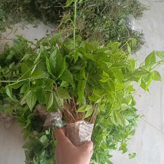 筠连县大量三叶青扦插苗，块茎苗出售，欢迎选购