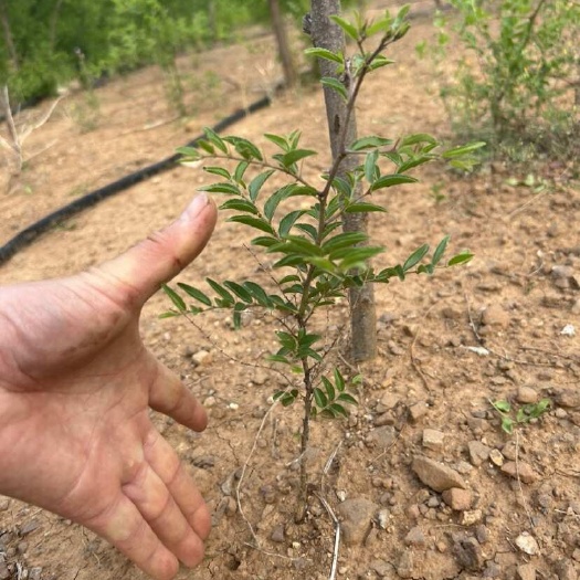 枣庄山东基地大量现货药用酸枣树苗1年生裸根苗