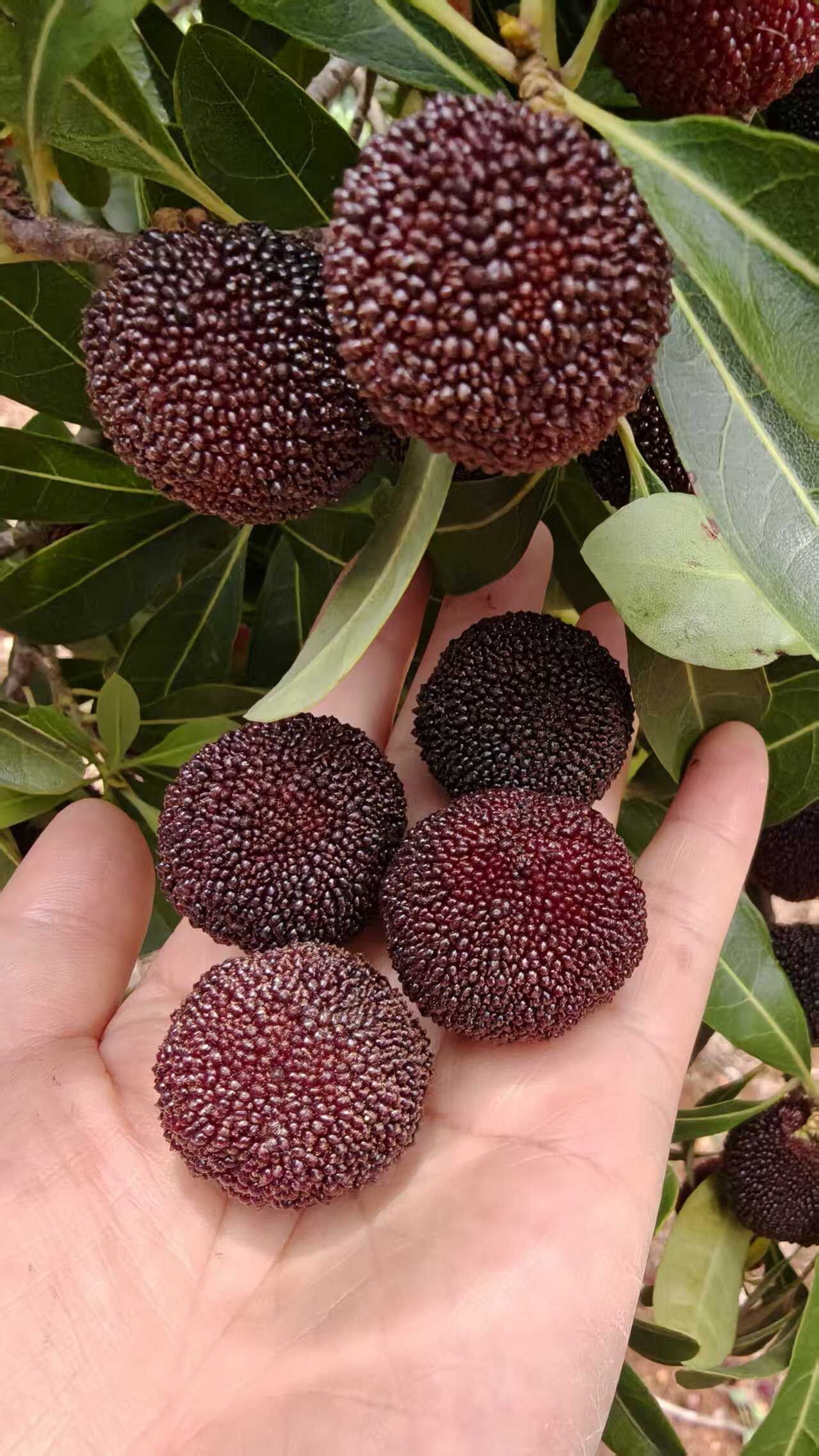 云南高山荸荠杨梅，自家果园，自产自销，色泽黑亮，甘甜多汁。