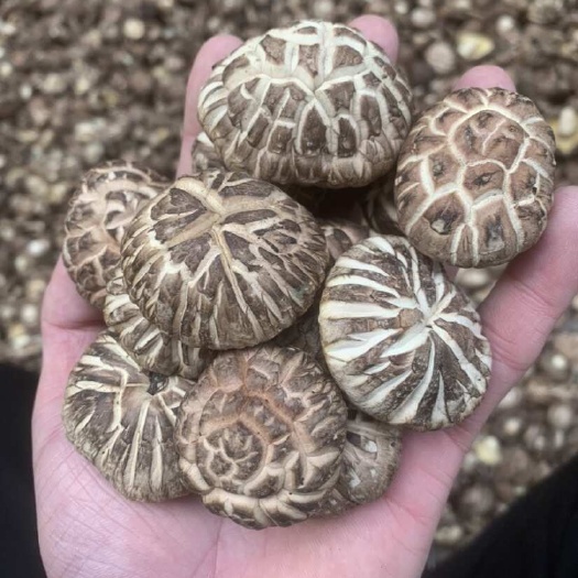 河南精选剪脚肉厚花菇一手货源干货花菇源头产地直供品质保证