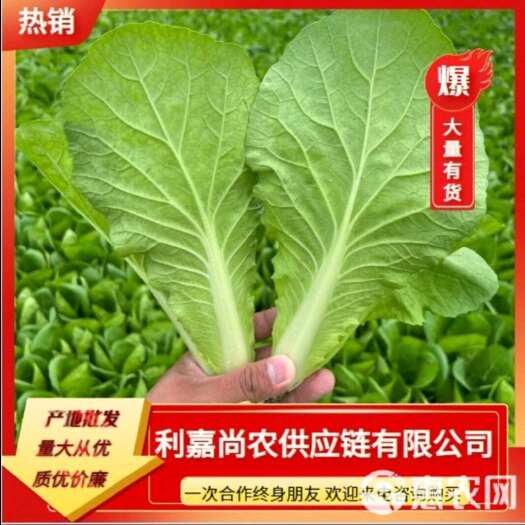 曹县快白苗上海青欢迎下单