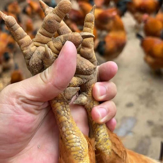 玉林200天的土阉，均重6.3左右