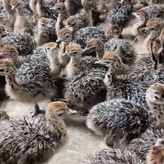非洲鸵鸟苗 ，三个月左右 成年体重达到300斤