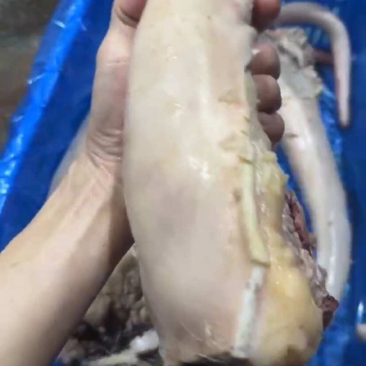 德州牛尾水退￼。大货付款发货，都是真实货相中联系没有相中不要打扰