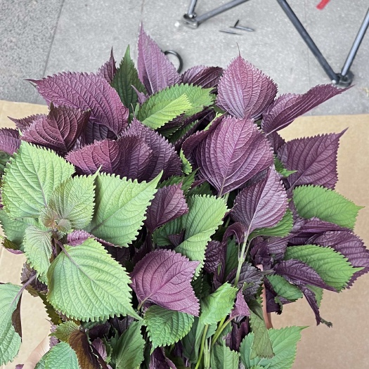 广西南宁直发新鲜紫苏叶天然野菜蔬菜批发零售