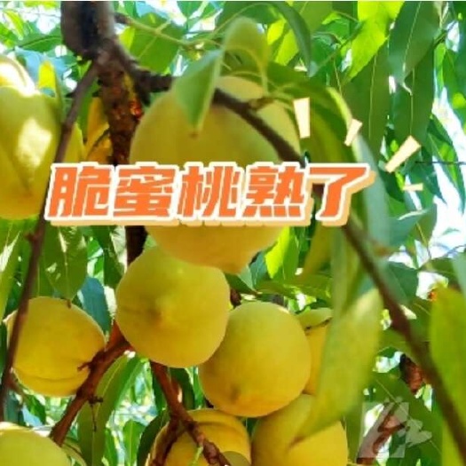 自家果园大量水果，黄金超霸黄桃，锦绣黄桃200亩