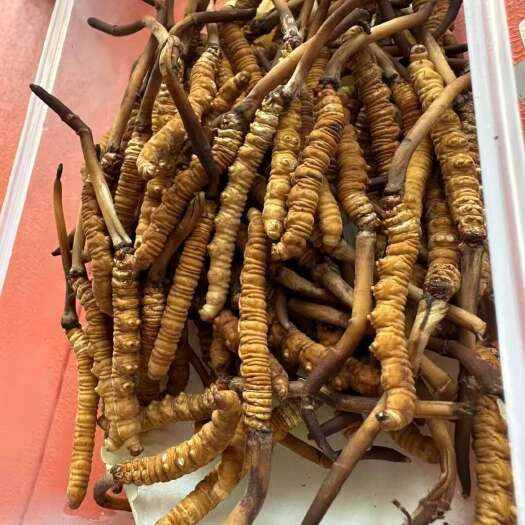 西宁虫草
