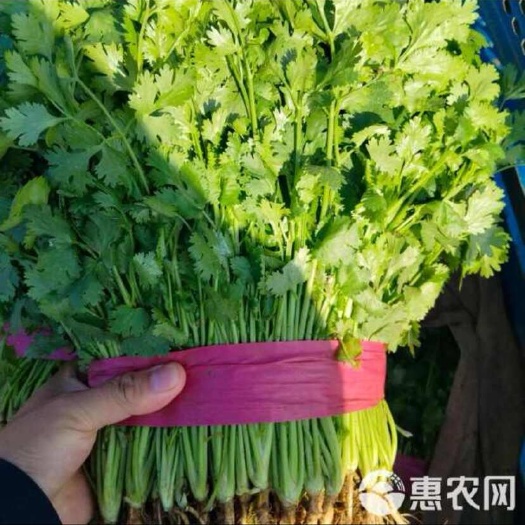 精品香菜，产地直发大量供应各大市场 商超 学校 食堂 加工厂