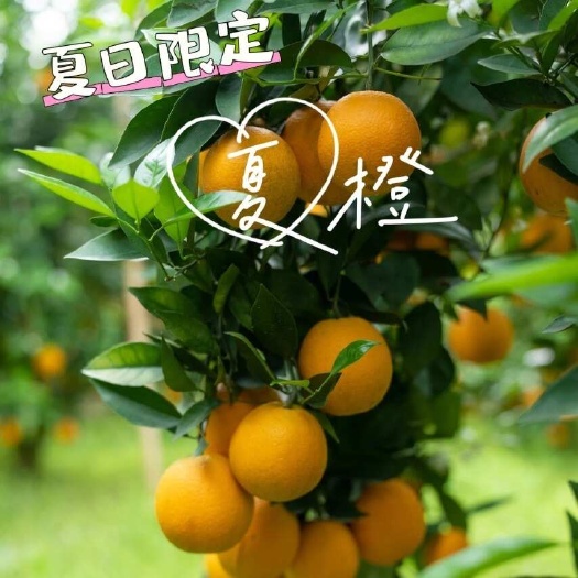 湖南永州江永瑶寨夏橙9甜1酸现摘现发适合榨汁自然成熟中大果
