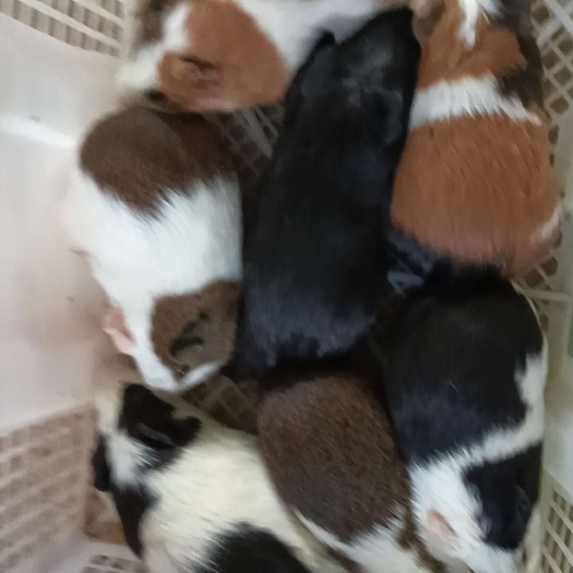 信宜市荷兰鼠