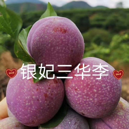 信宜市银妃三华李