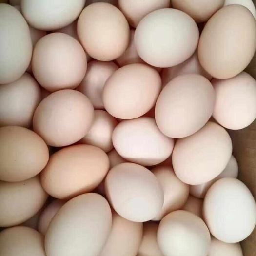 鲜鸡蛋