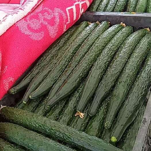 金堂县刺黄瓜
