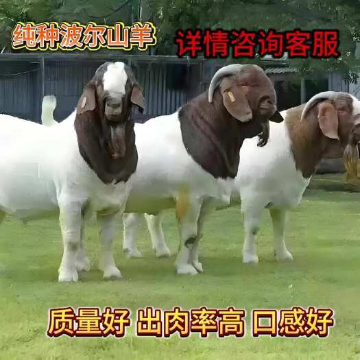 郓城县纯种波尔山羊波尔苗头胎母羊大体型多胎羊
