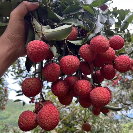 高州市白糖罂荔枝  新鲜！荔枝妃子笑白糖罂糯米糍黑叶白腊桂味，应季