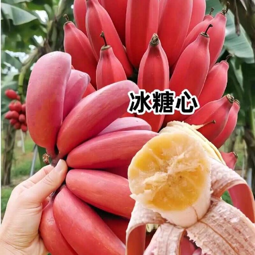 广西红美人香蕉红皮美人蕉9斤5斤时令新鲜水果自然熟咖啡蕉俊怡