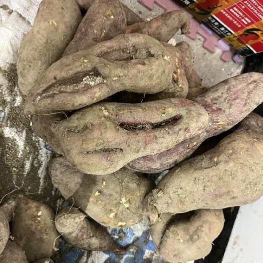 高州市一点红番薯苗