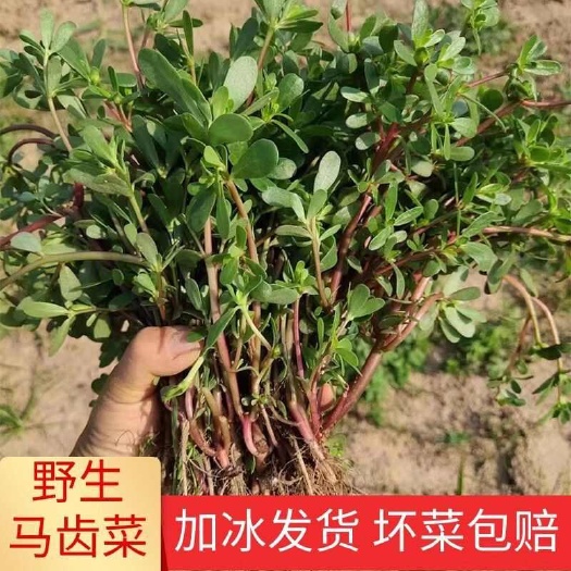 山东产地新鲜马齿苋马蜂菜长寿菜长命菜五行草蚂蚱菜一手货源批发