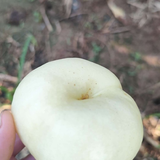 蒙阴县陆地油蟠桃预售