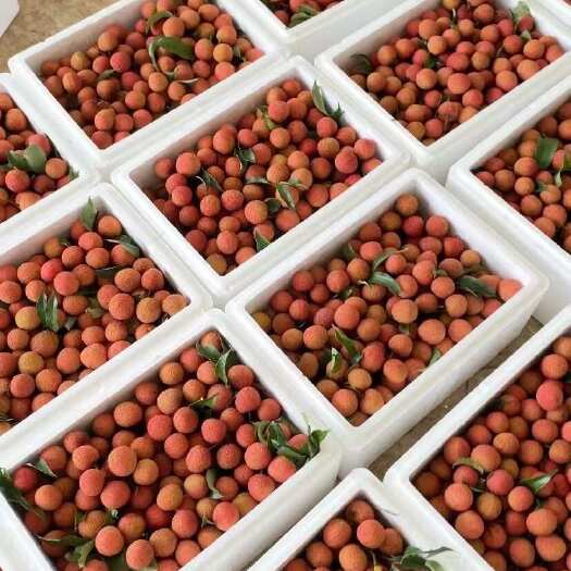 高州市荔枝白糖罂  一件代发价