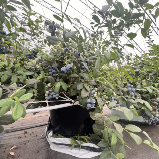 郑州中牟县优质种植大棚 结构稳固 耐用抗风 适合多种作物栽培