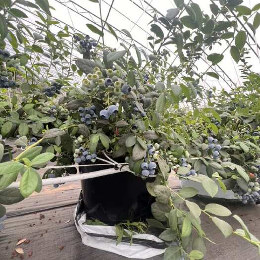 中牟县郑州中牟县优质种植大棚 结构稳固 耐用抗风 适合多种作物栽培