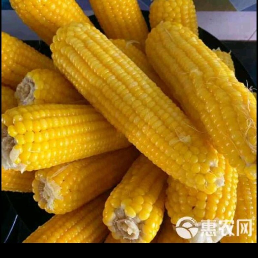 乐陵市新鲜玉米，早春新鲜玉米，山东老玉米，现在发货