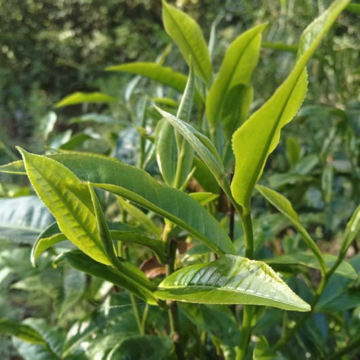 镇康县云南临沧高山生态白茶手工白茶