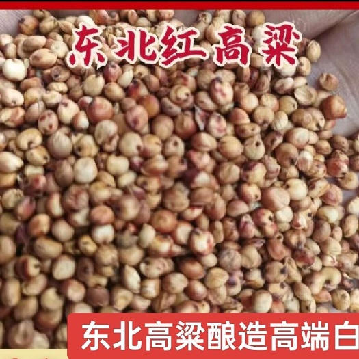 临沂东北红高粱大颗粒货好价低出酒率高欢迎询价