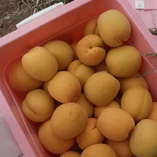 三台县杏子绵阳凯特杏子